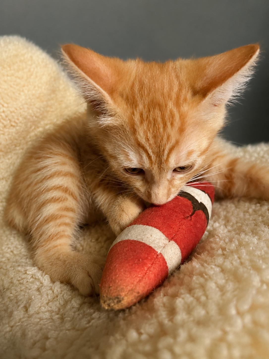 Brady, a Adoptable Domestic Short Hair in Rio Linda, CA image 2/3