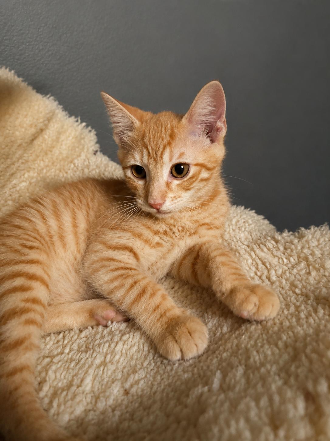 Brady, a Adoptable Domestic Short Hair in Rio Linda, CA image 3/3