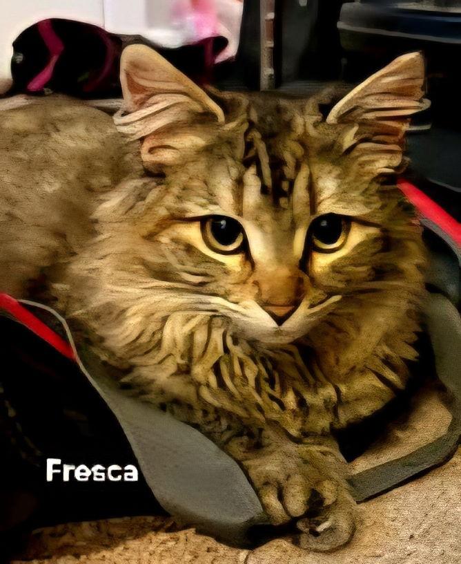 KITTEN FABULOUS FRESCA, a Adopted Tabby in Franklin, TN image 1/3
