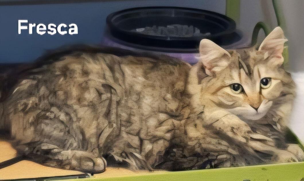 KITTEN FABULOUS FRESCA, a Adopted Tabby in Franklin, TN image 2/3