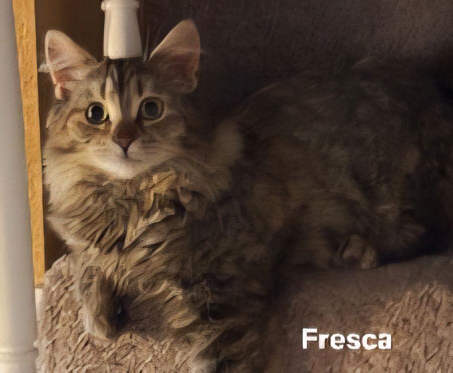 KITTEN FABULOUS FRESCA, a Adopted Tabby in Franklin, TN image 3/3