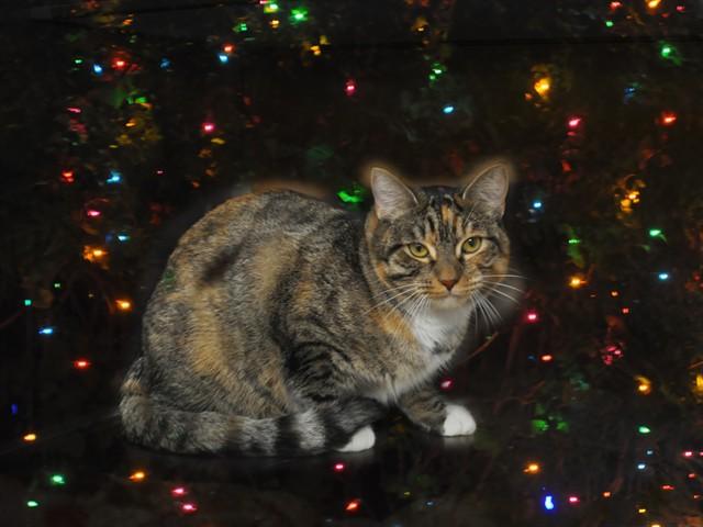 Enlarge TINA, a Adoptable Domestic Short Hair in Naples, FL image 1/1