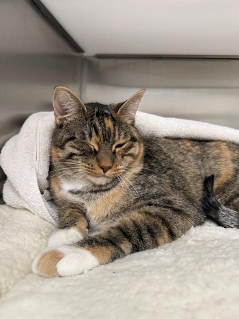 TINA, Adoptable, Adult Female Domestic Short Hair.