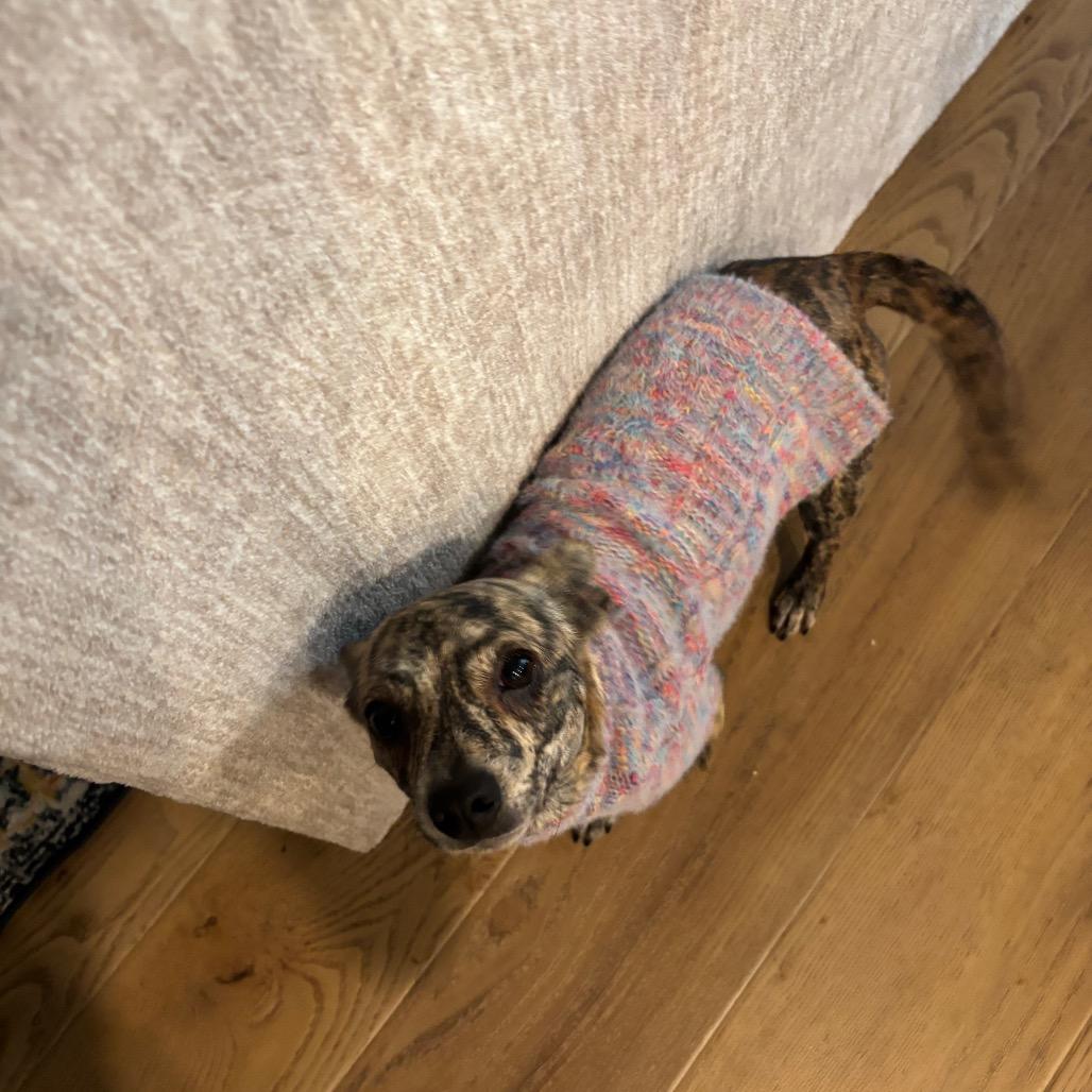 Enlarge Sugar Pop, a Adoptable Chihuahua in Katy, TX image 1/4