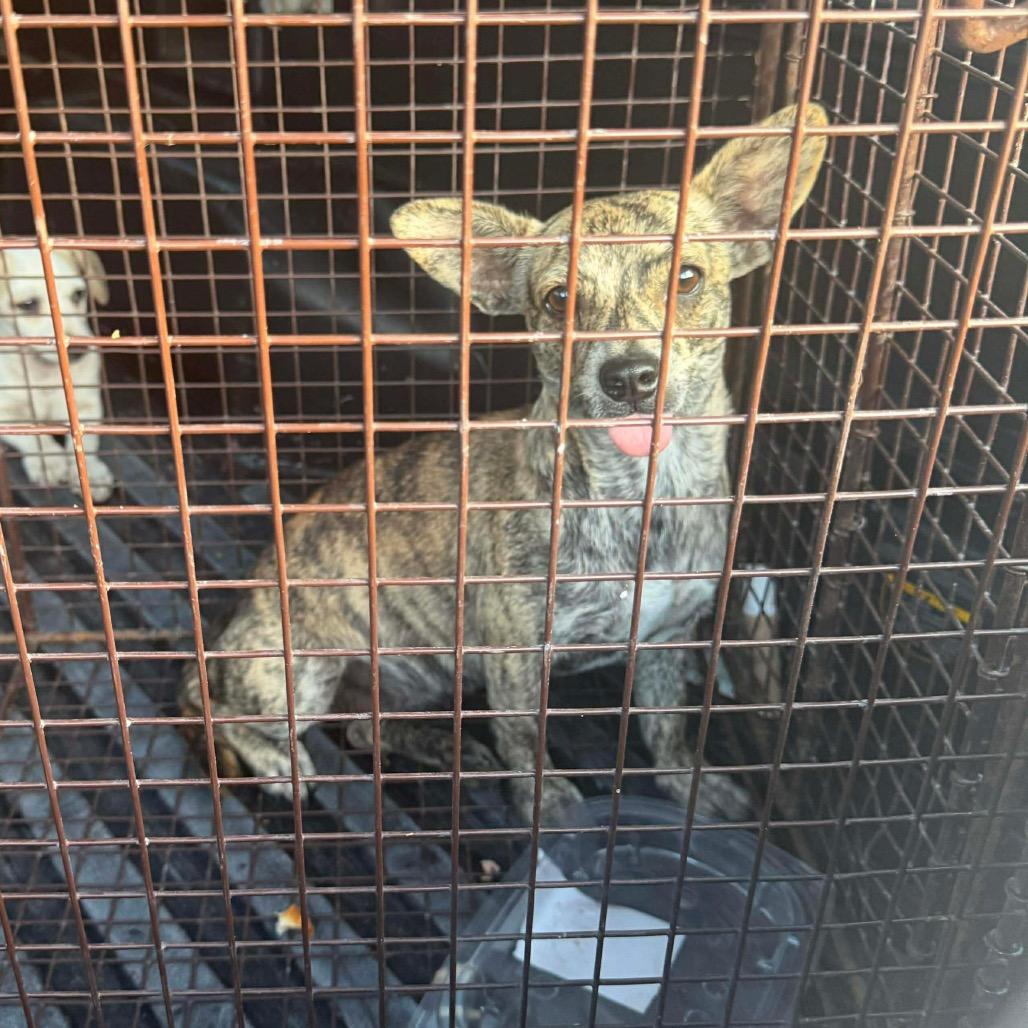 Enlarge Sugar Pop, a Adoptable Chihuahua in Katy, TX image 2/4