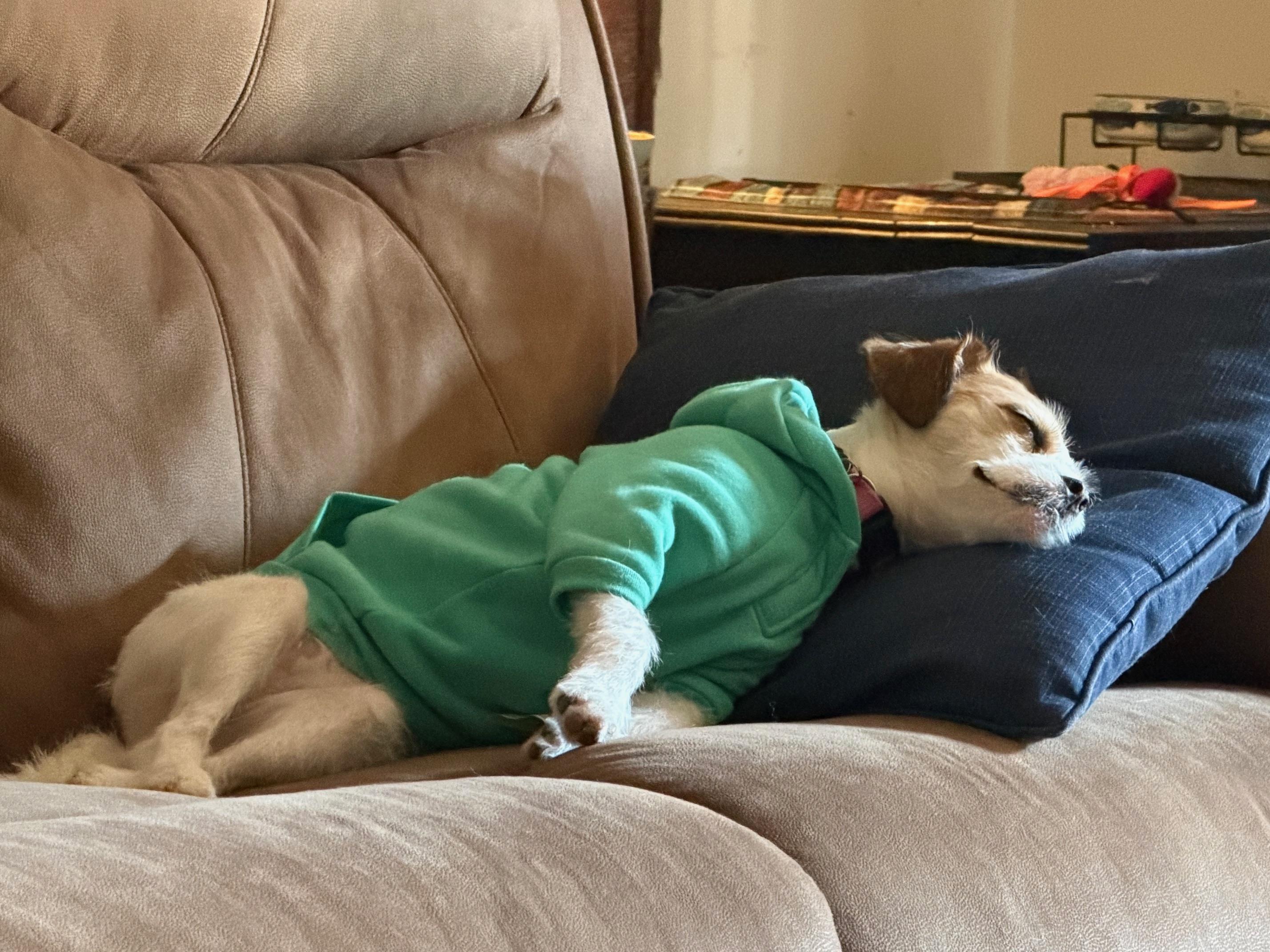 Enlarge Poppy , a Adoptable Chihuahua in Austin, TX image 4/5