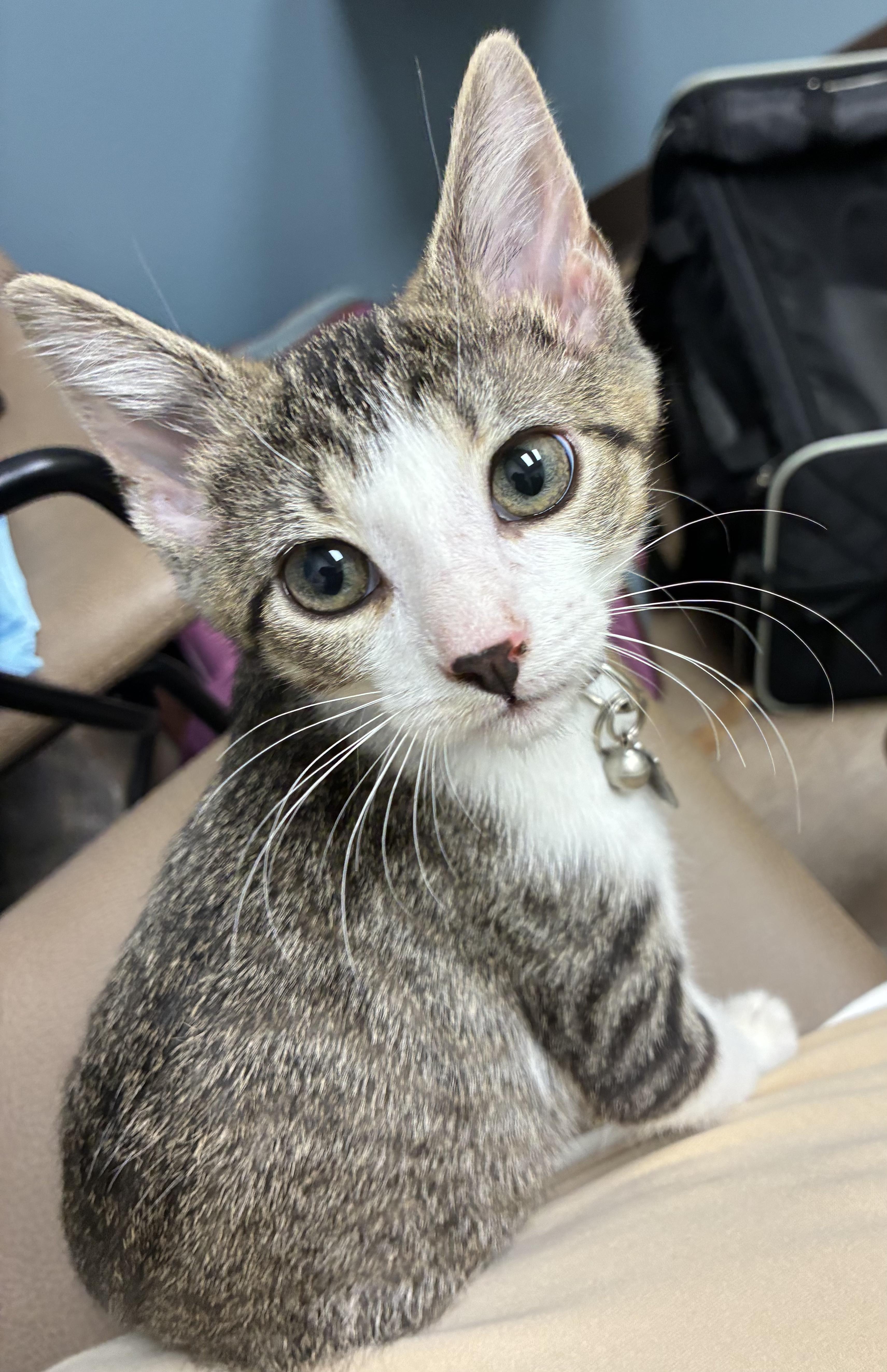 6 Kittens Available July 30, a ADOPTABLE Domestic Short Hair in Upper Sandusky, OH image 5/5