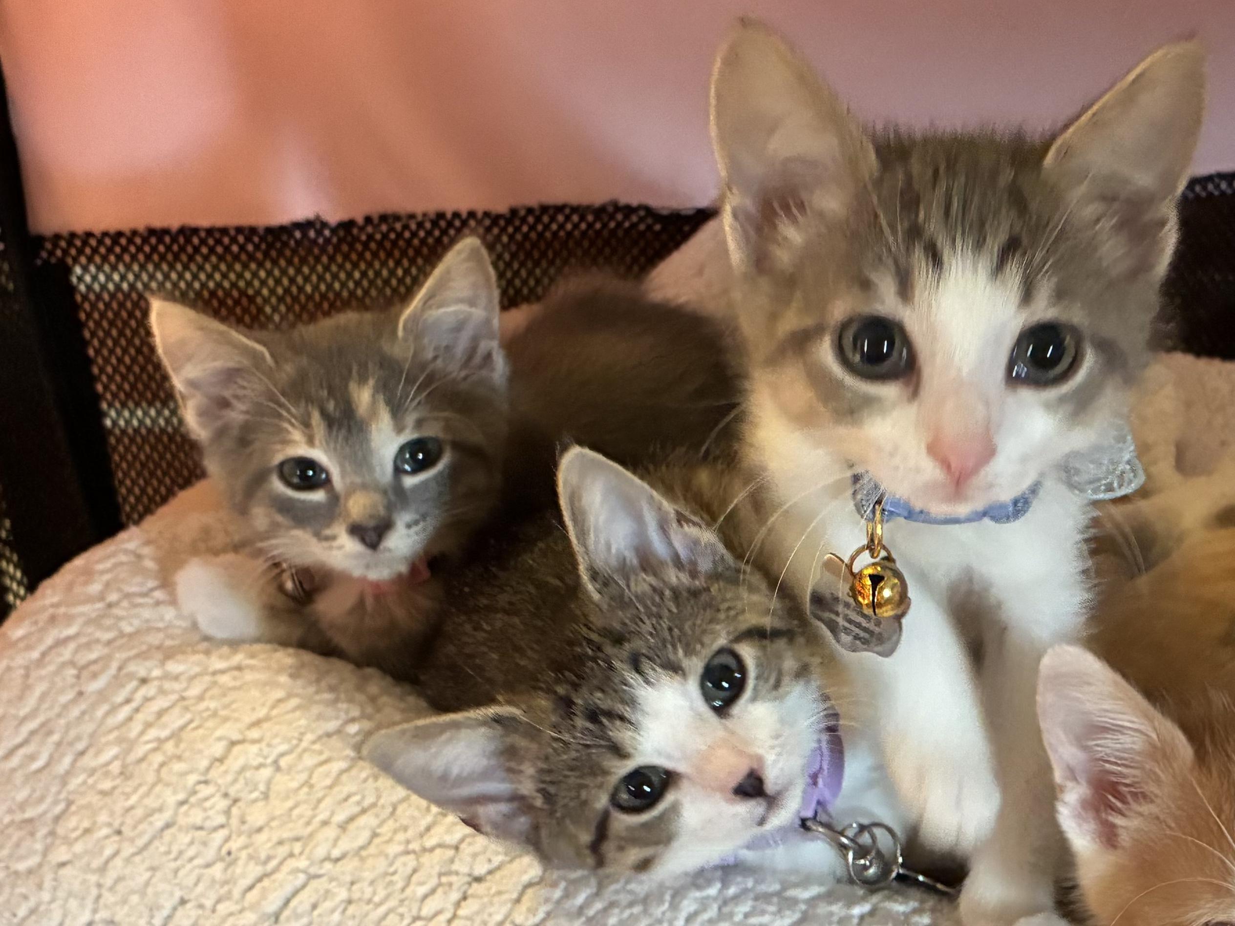 6 Kittens Available July 30, a ADOPTABLE Domestic Short Hair in Upper Sandusky, OH image 3/5