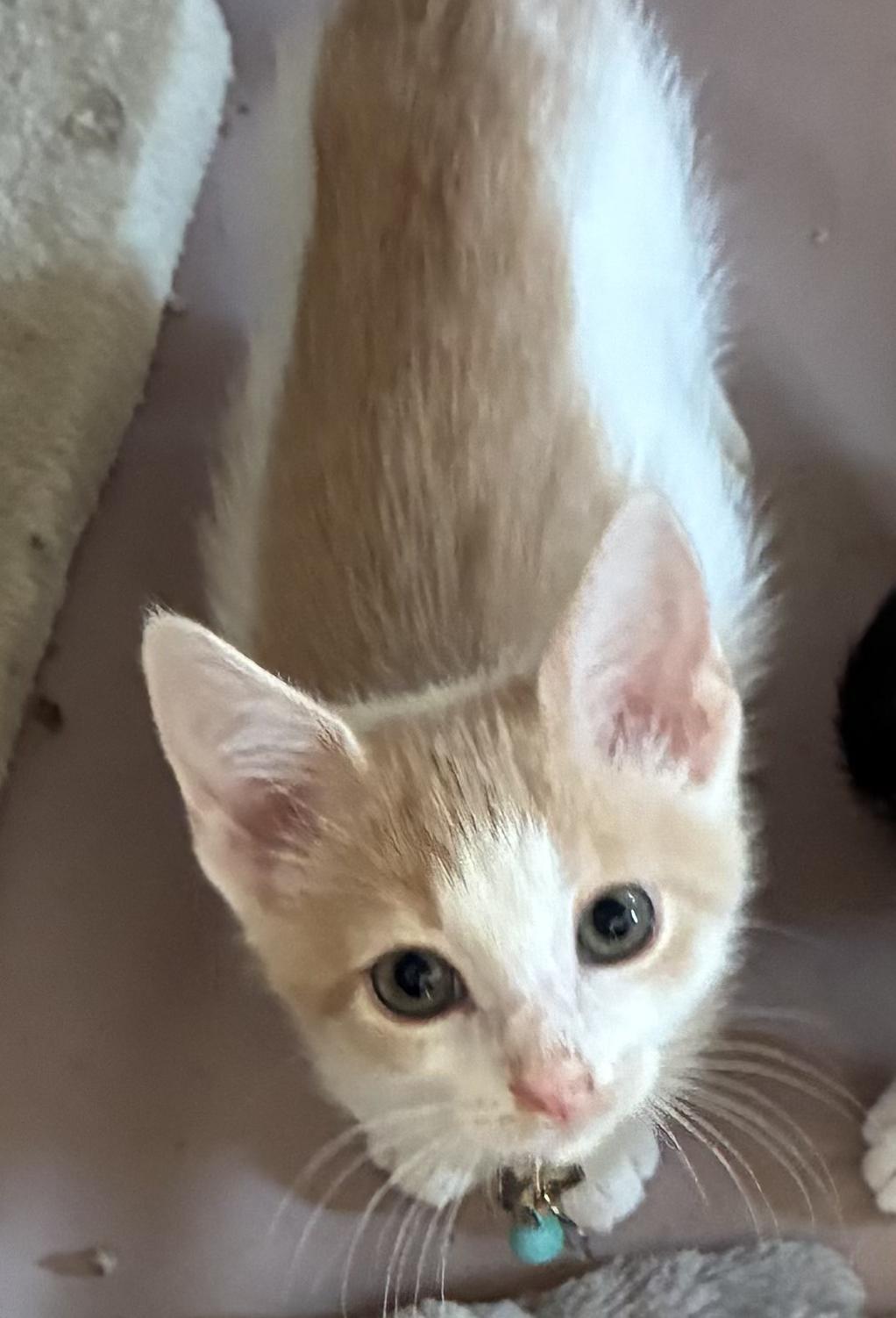 6 Kittens Available July 30, a ADOPTABLE Domestic Short Hair in Upper Sandusky, OH image 4/5