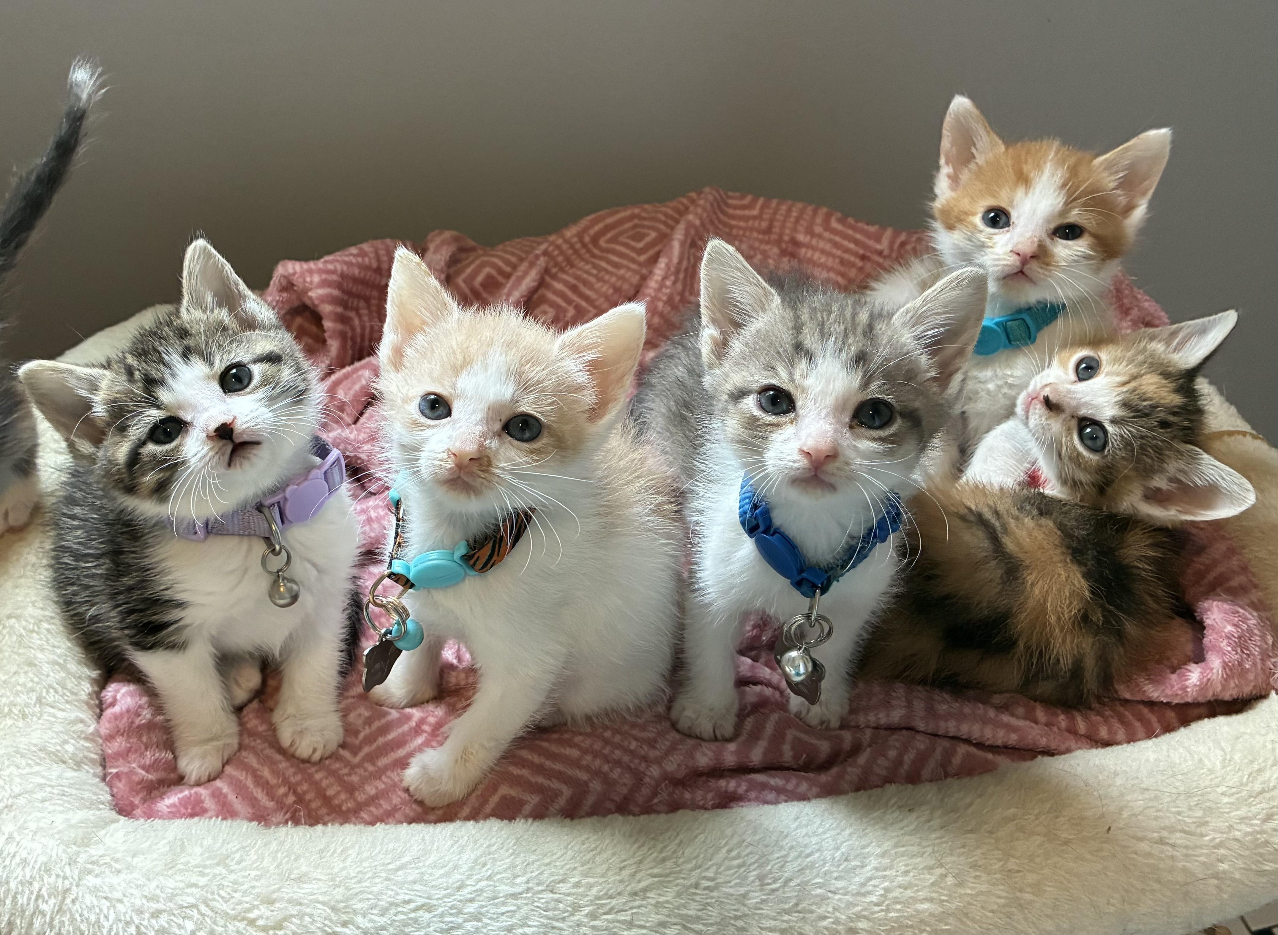6 Kittens Available July 30, a ADOPTABLE Domestic Short Hair in Upper Sandusky, OH image 2/5