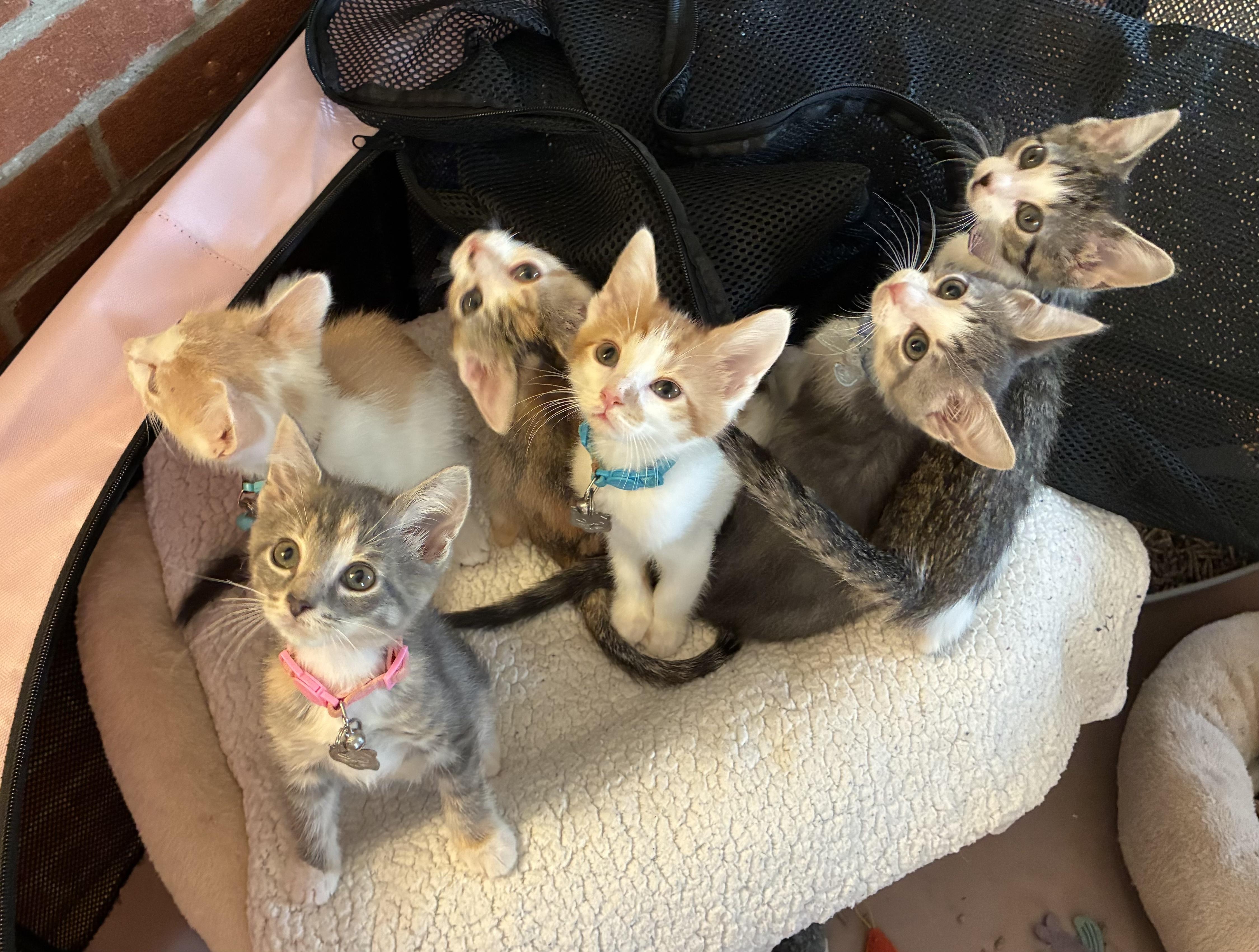 6 Kittens Available July 30, a ADOPTABLE Domestic Short Hair in Upper Sandusky, OH image 1/5