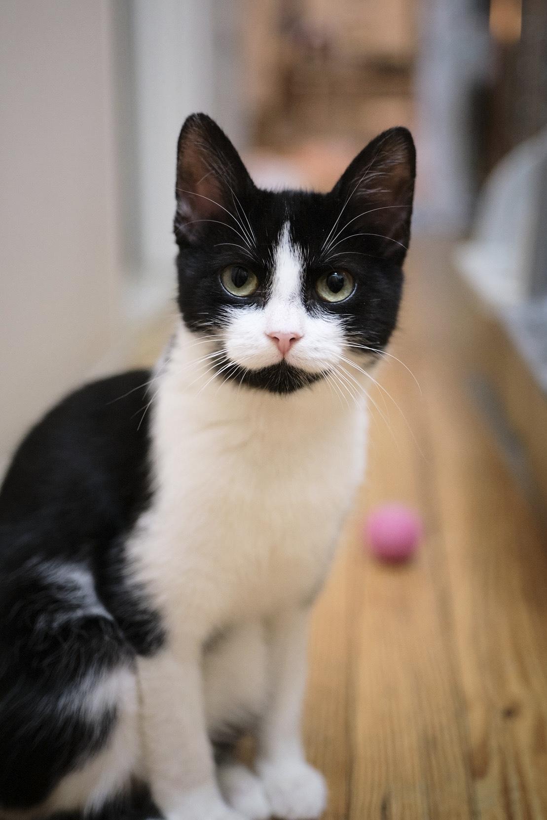 Betty, adopted, Kitten Female Domestic Short Hair.