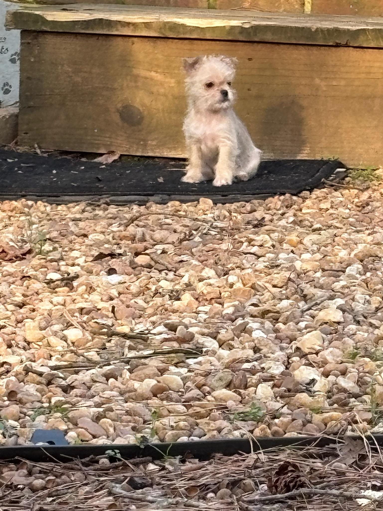 Enlarge Stasi *Foster to Adopt*, a ADOPTABLE mixed breed in Durham, NC image 3/4