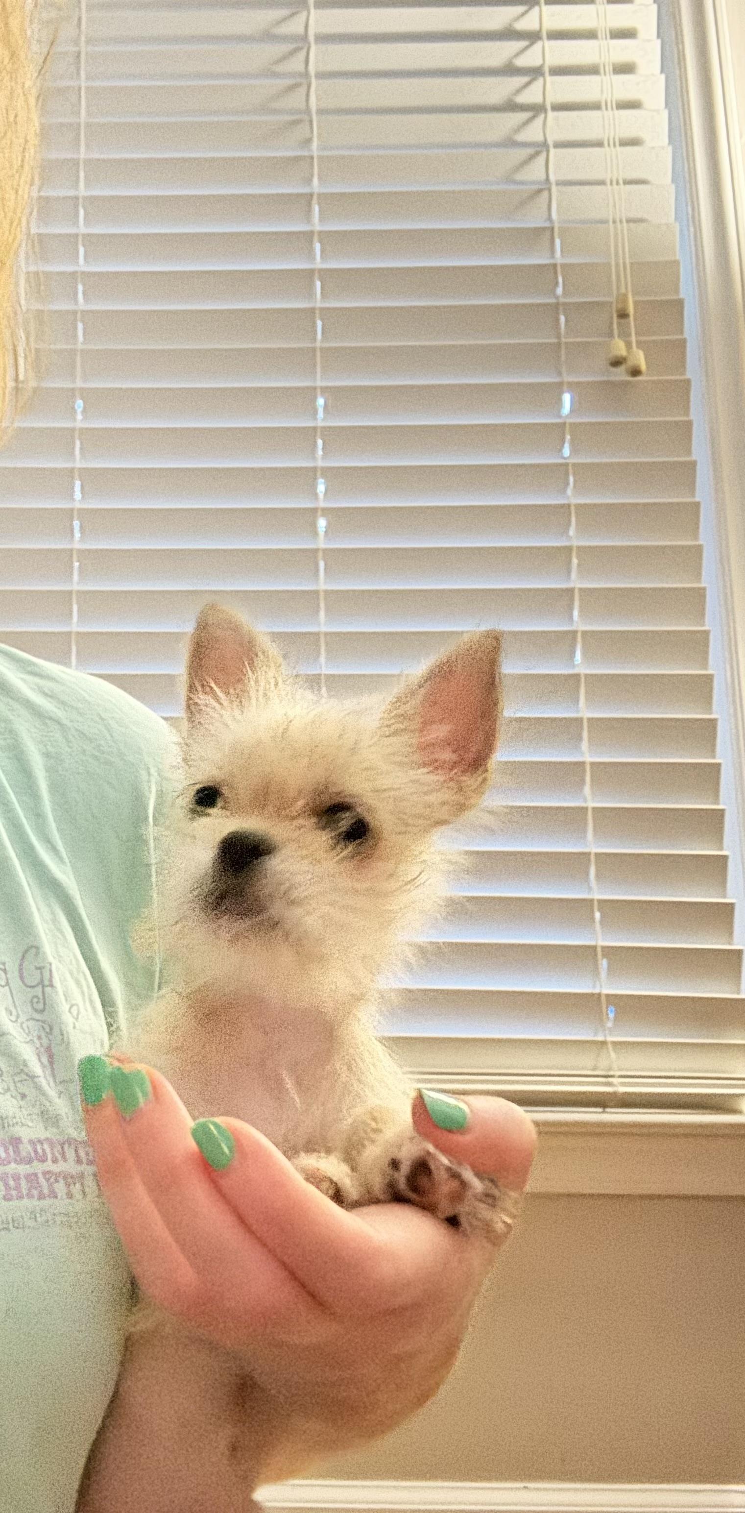 Enlarge Stasi *Foster to Adopt*, a ADOPTABLE mixed breed in Durham, NC image 4/4