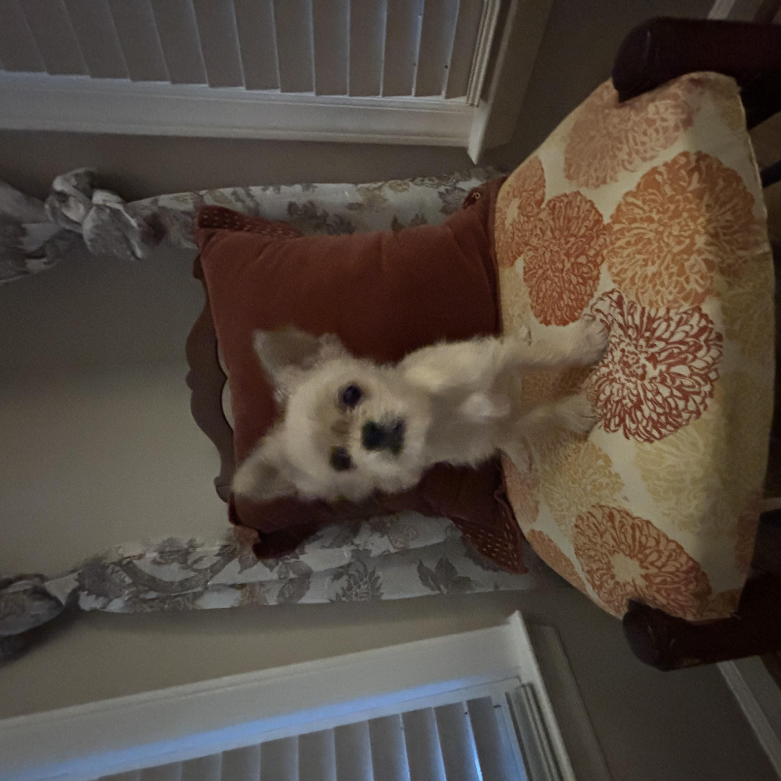 Enlarge Stasi *Foster to Adopt*, a ADOPTABLE mixed breed in Durham, NC image 2/4