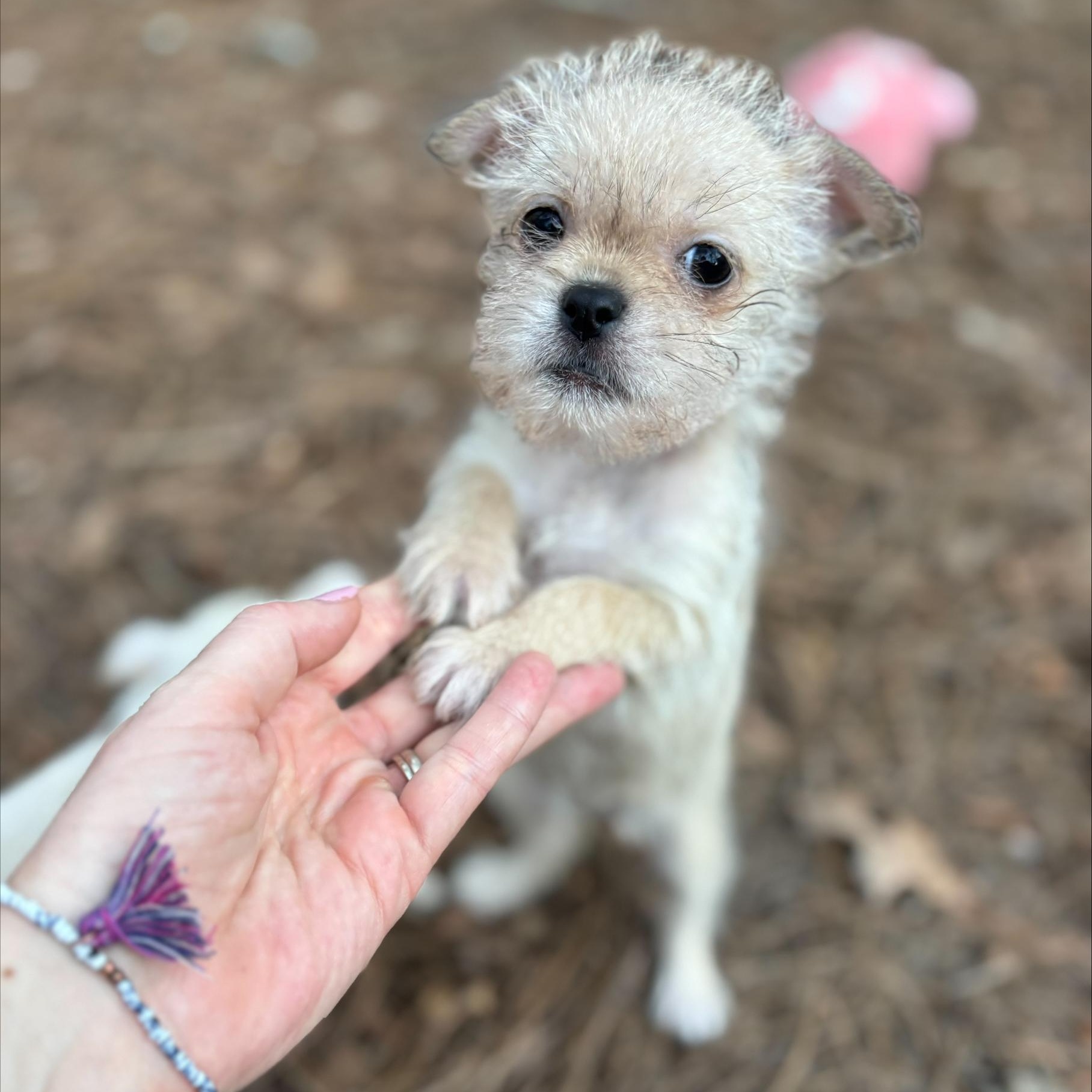 Stasi *Foster to Adopt*, ADOPTABLE, Puppy Female Terrier.