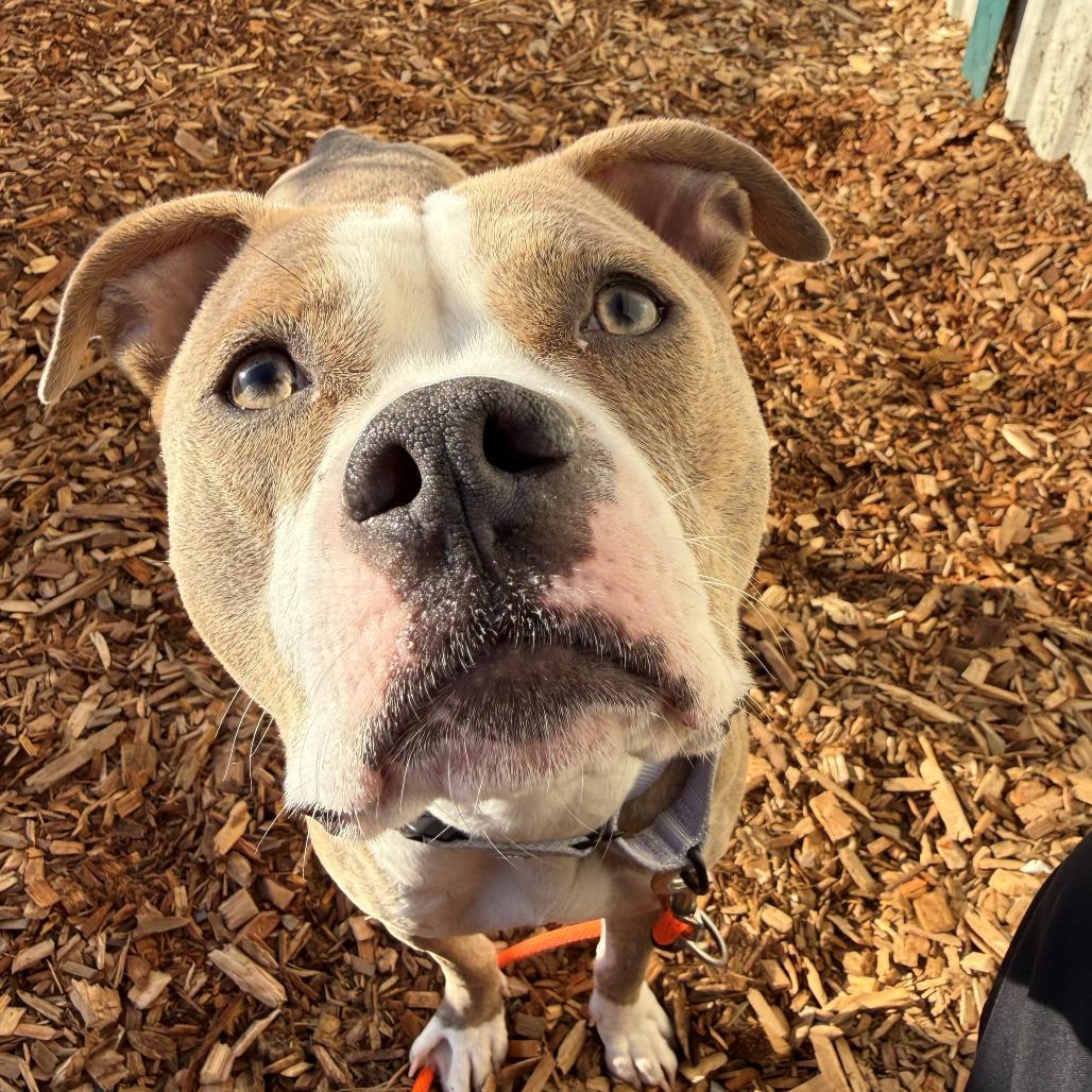 Enlarge Kanga, a Adoptable mixed breed in Tacoma, WA image 1/2