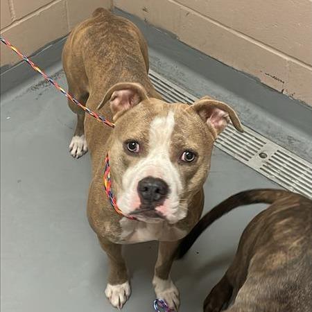 Enlarge Kanga, a Adoptable mixed breed in Tacoma, WA image 2/2