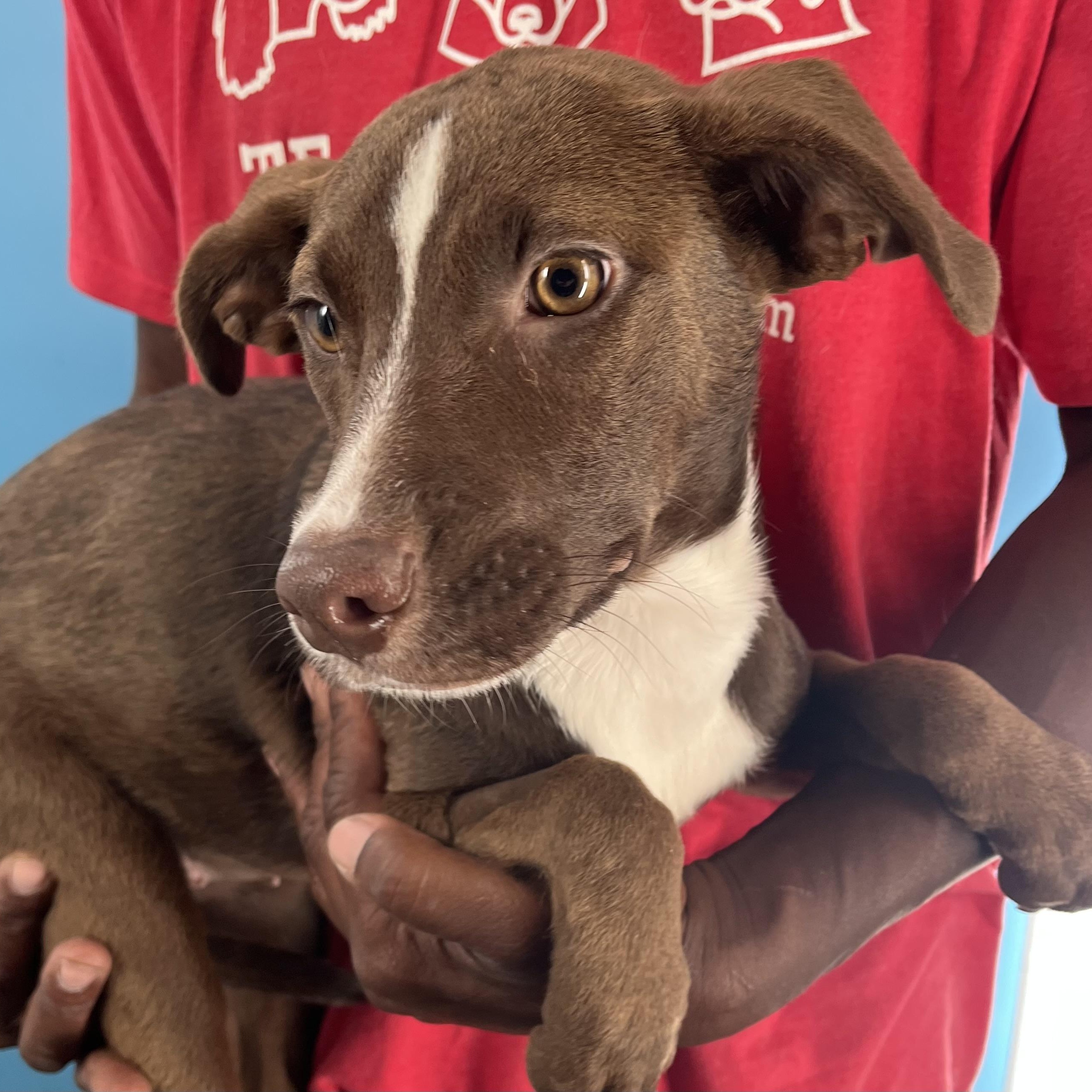 Mignon  Local Oct thumbnail 6