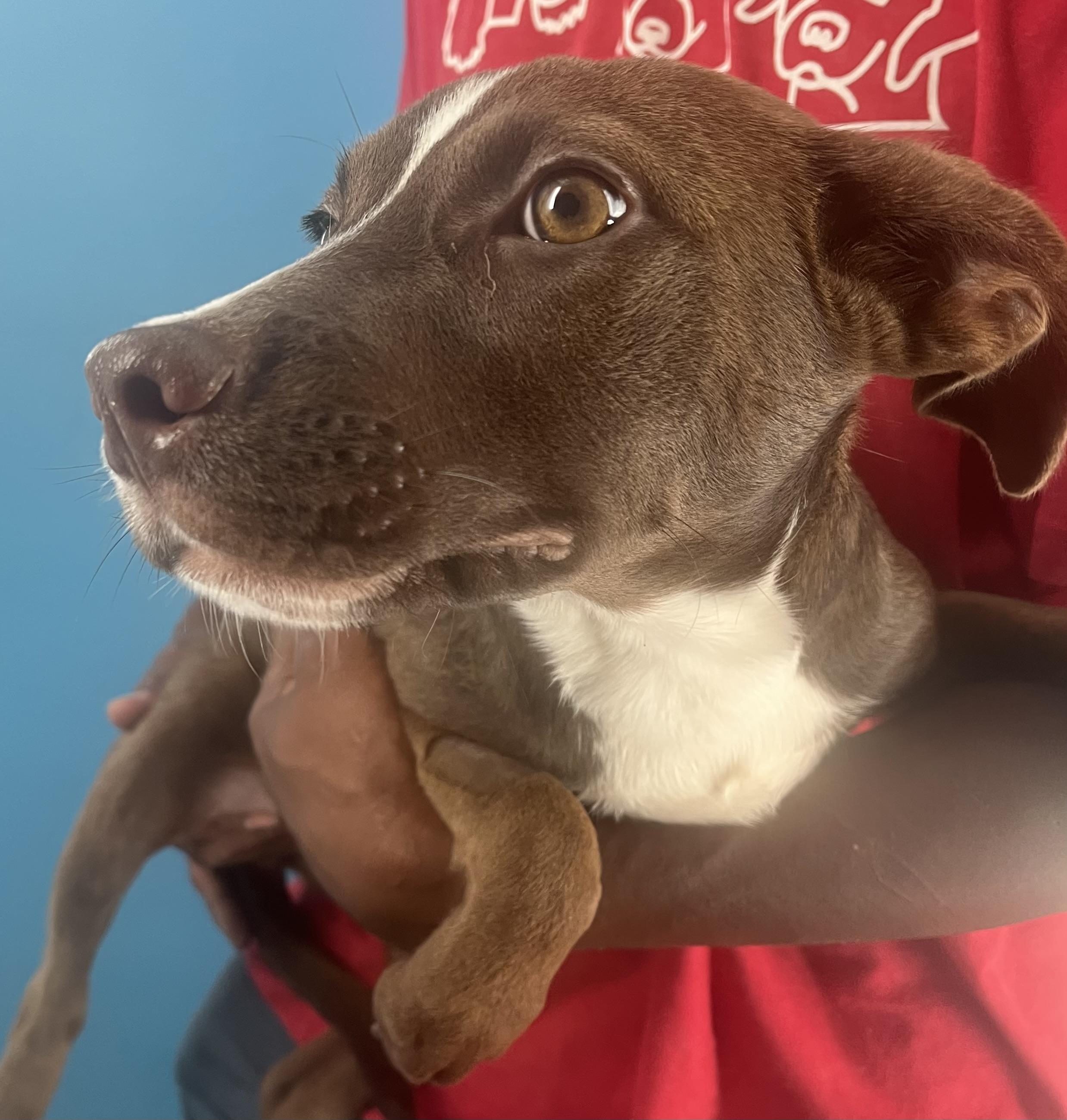 Mignon  Local Oct thumbnail 2