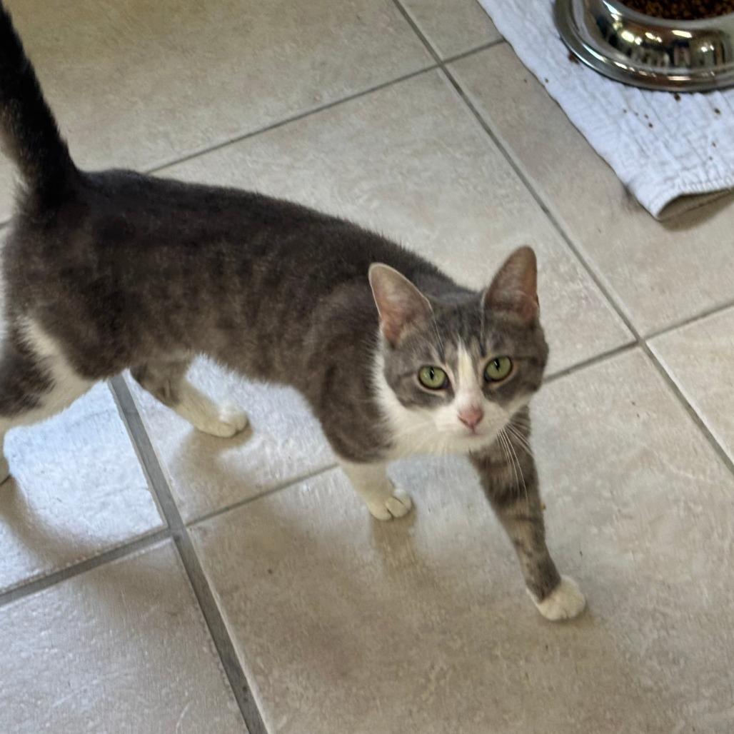 Kangaskhan, Adoptable, Young Female Domestic Short Hair.
