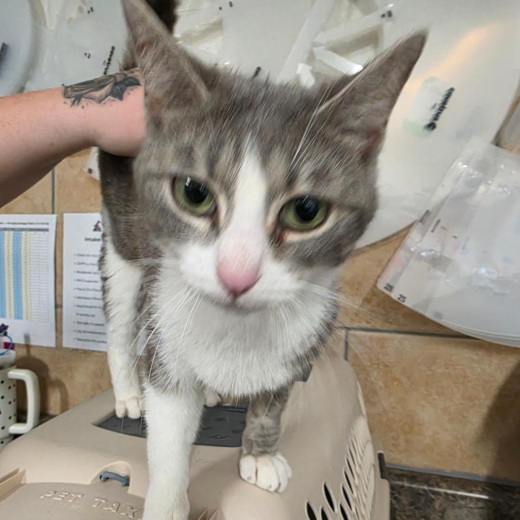 Enlarge Kangaskhan, a Adoptable Domestic Short Hair in Eureka Springs, AR image 2/4