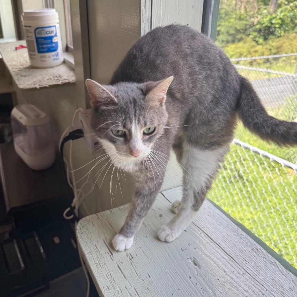 Enlarge Kangaskhan, a Adoptable Domestic Short Hair in Eureka Springs, AR image 3/4