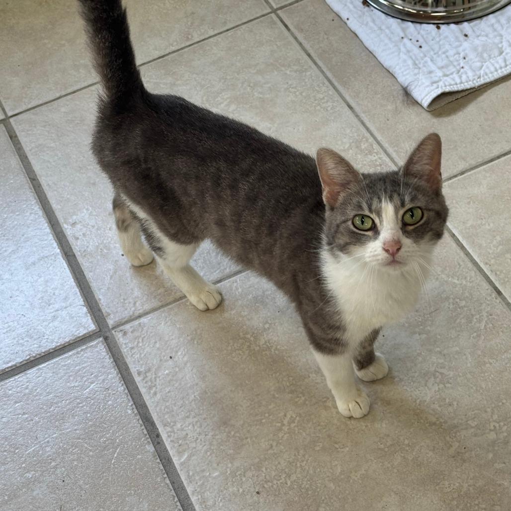 Enlarge Kangaskhan, a Adoptable Domestic Short Hair in Eureka Springs, AR image 4/4