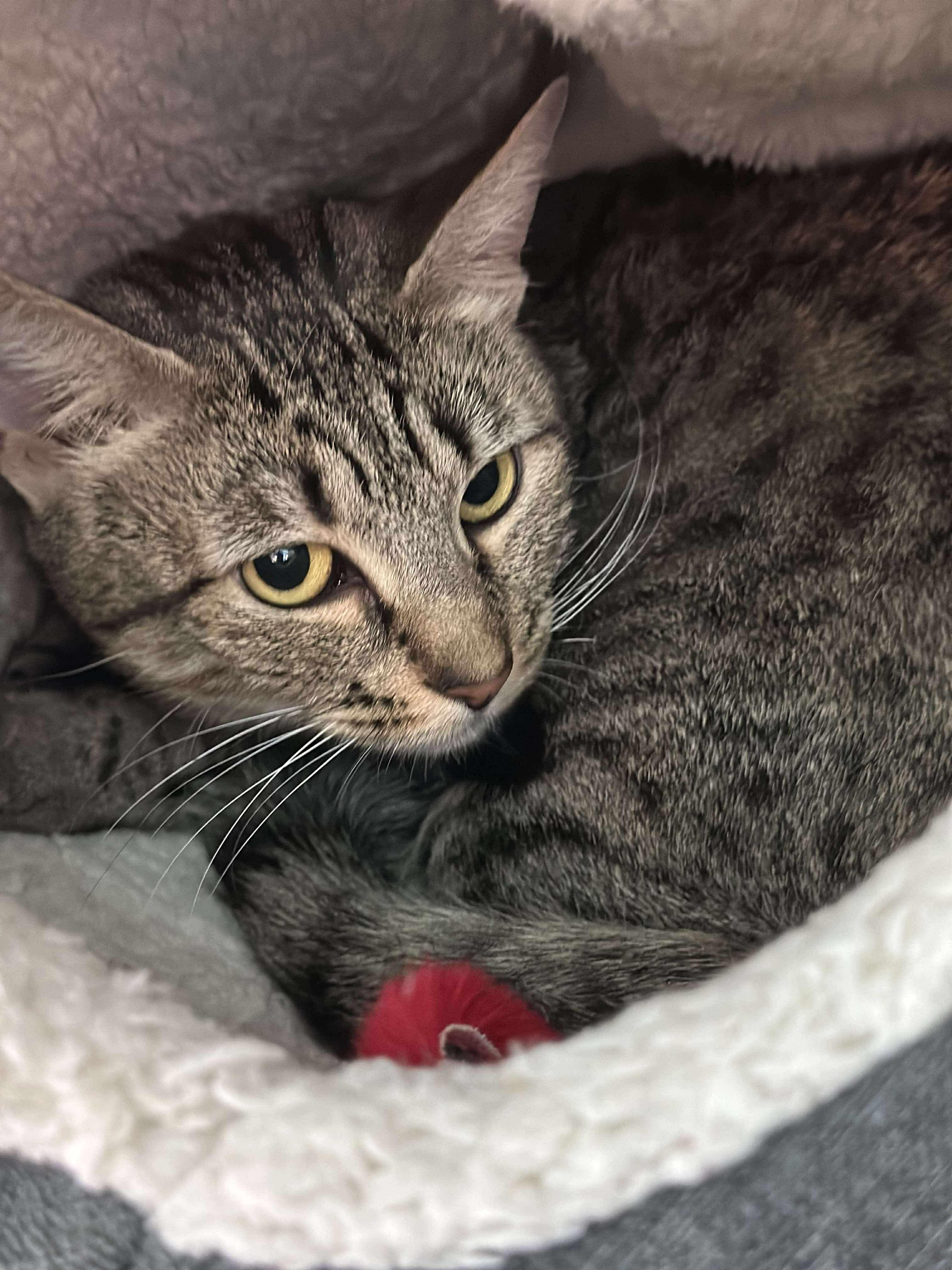 Cheetah, Adoptable, Adult Female Domestic Short Hair.