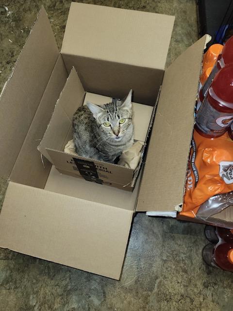 Enlarge Cheetah, a Adoptable Domestic Short Hair in Bellmawr, NJ image 2/2