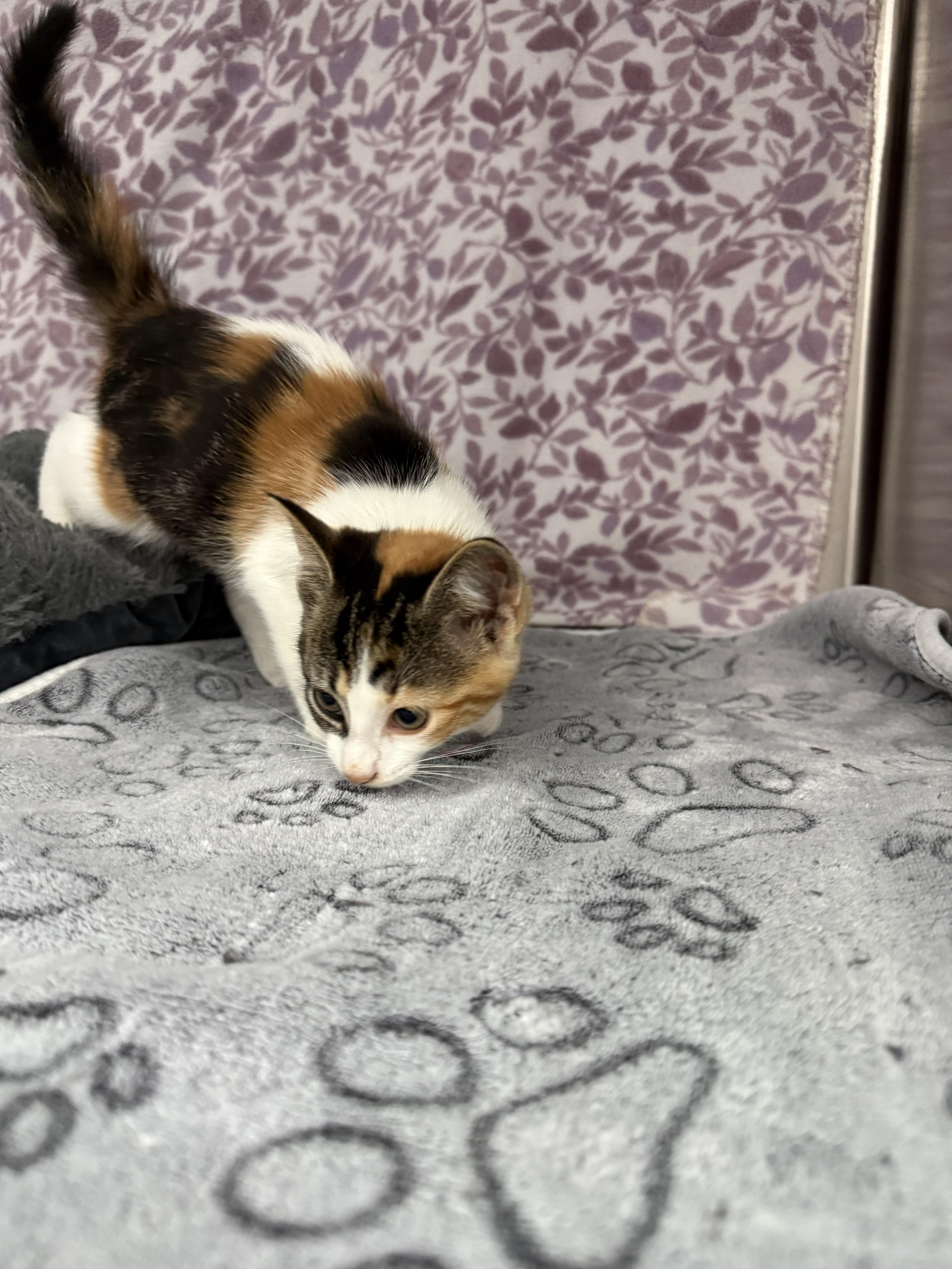 Nala*, Adoptable, Kitten Female Tabby.