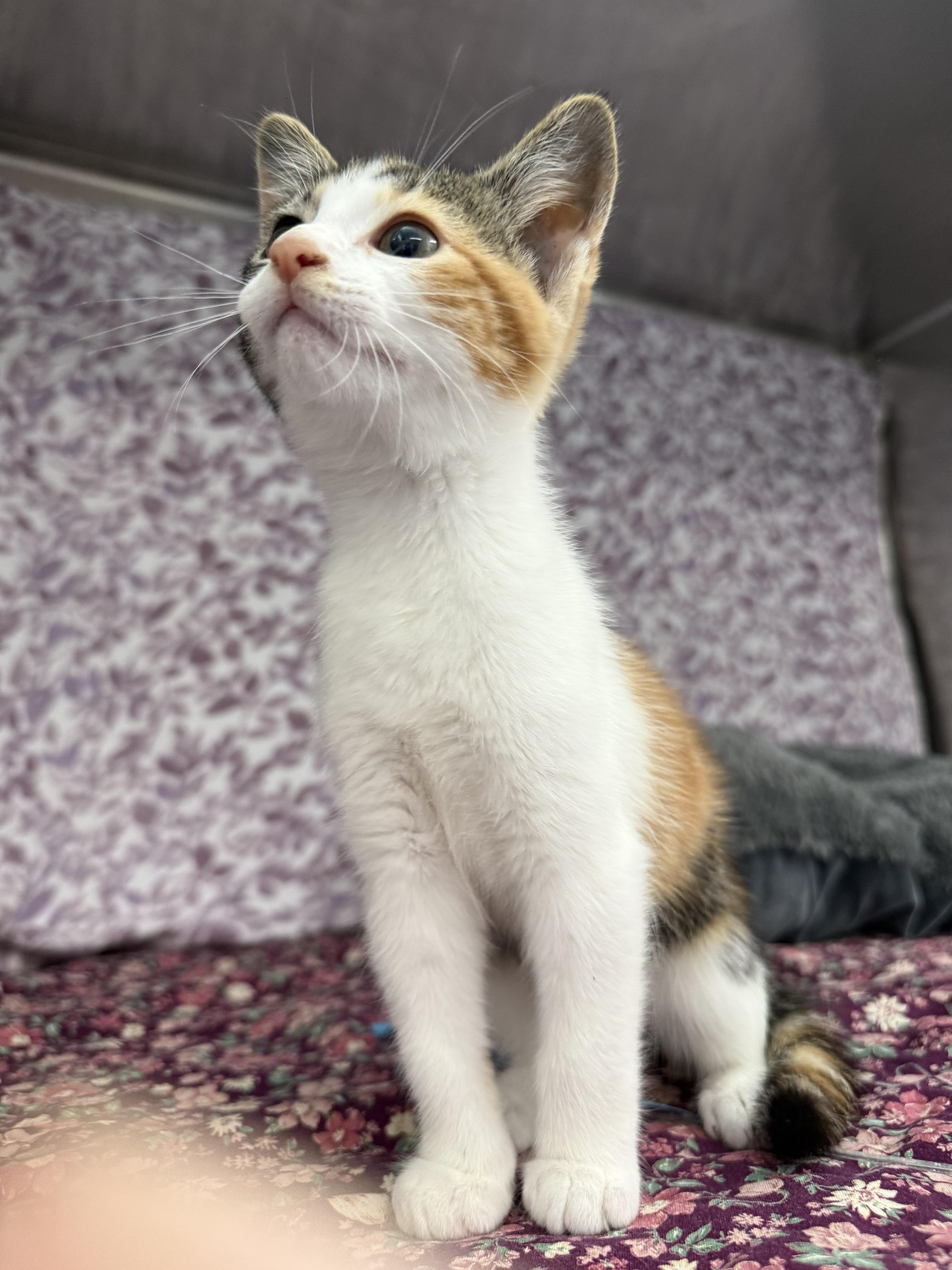 Enlarge Nala*, a Adoptable Tabby in Standish, MI image 2/6