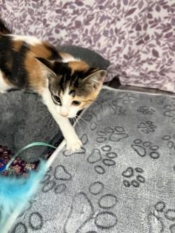 Enlarge Nala*, a Adoptable Tabby in Standish, MI image 3/6
