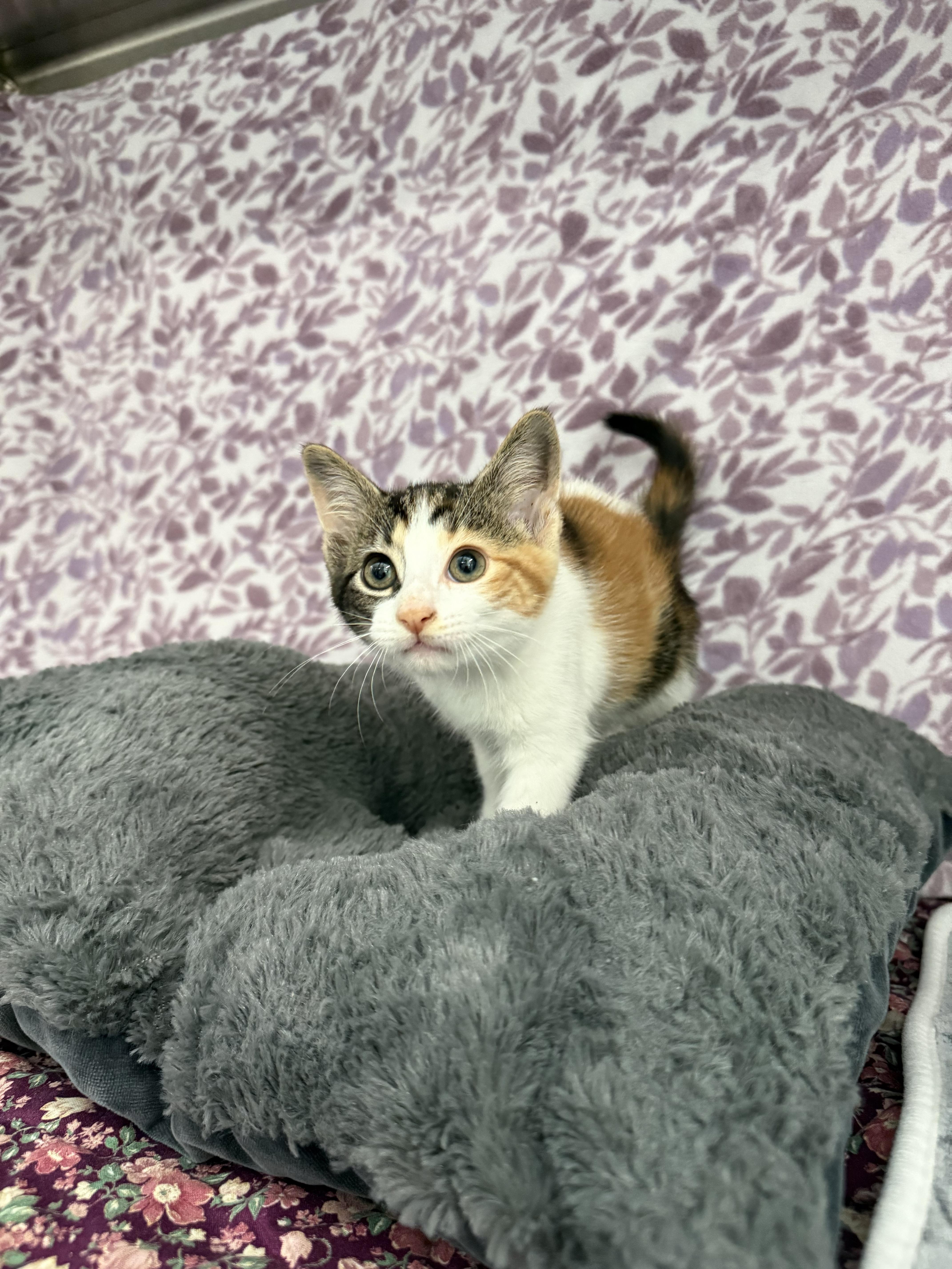 Enlarge Nala*, a Adoptable Tabby in Standish, MI image 4/6