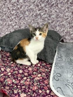 Enlarge Nala*, a Adoptable Tabby in Standish, MI image 5/6