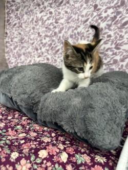 Enlarge Nala*, a Adoptable Tabby in Standish, MI image 6/6