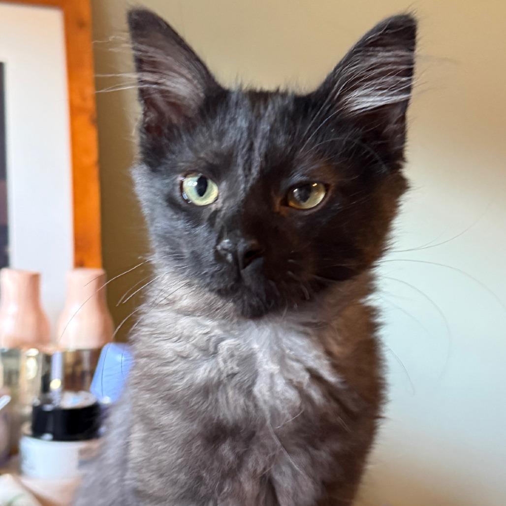 Miles, Adoptable, Kitten Male Domestic Medium Hair.
