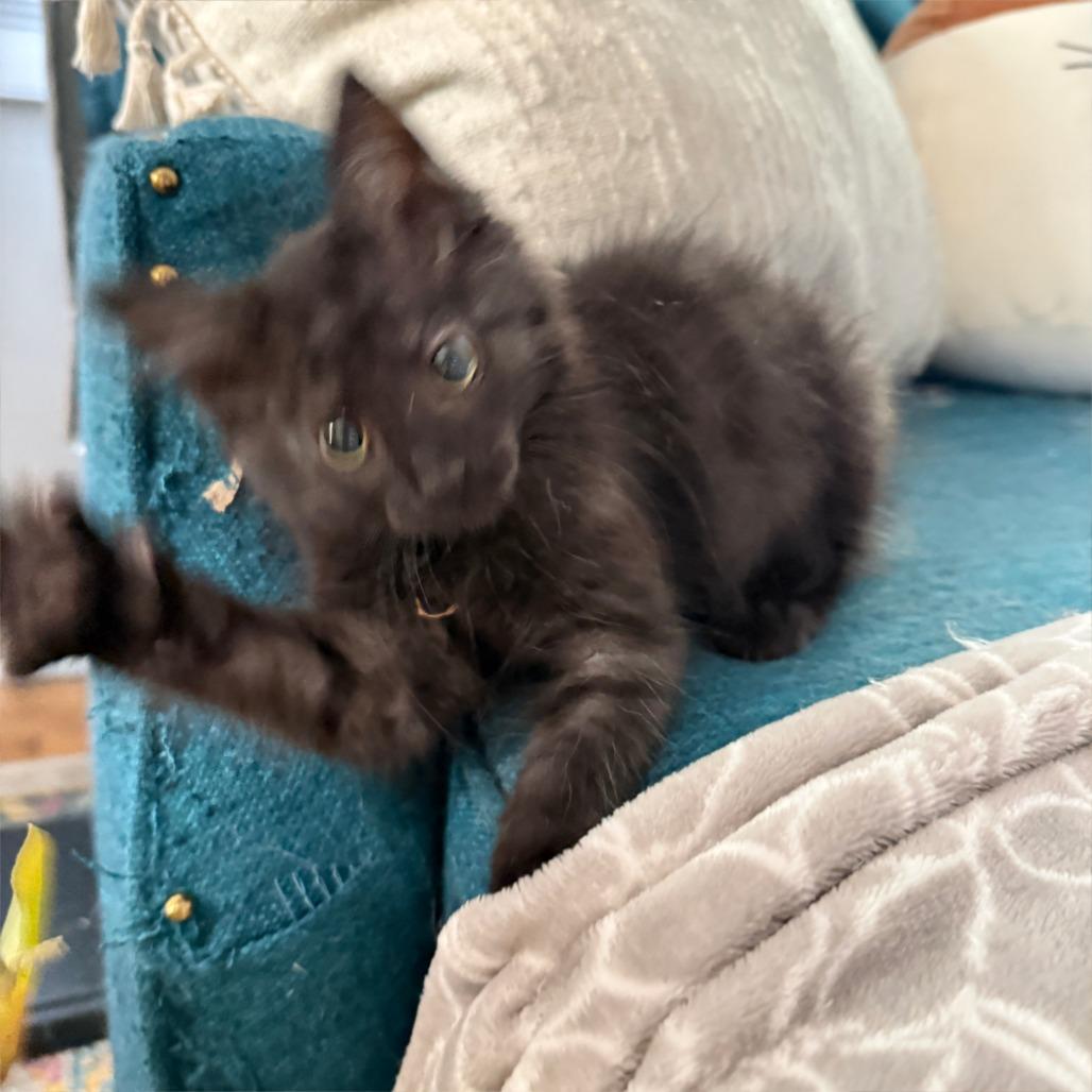 Miles, Adoptable, Kitten Male Domestic Medium Hair.