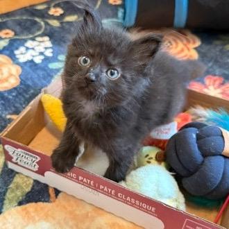 Enlarge Miles, a Adoptable Domestic Medium Hair in Richmond, VA image 2/4