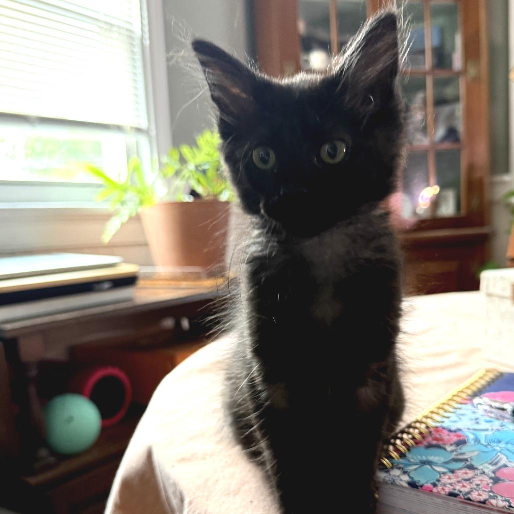 Enlarge Miles, a Adoptable Domestic Medium Hair in Richmond, VA image 3/4