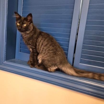 Enlarge Miles, a Adoptable Domestic Medium Hair in Richmond, VA image 5/6