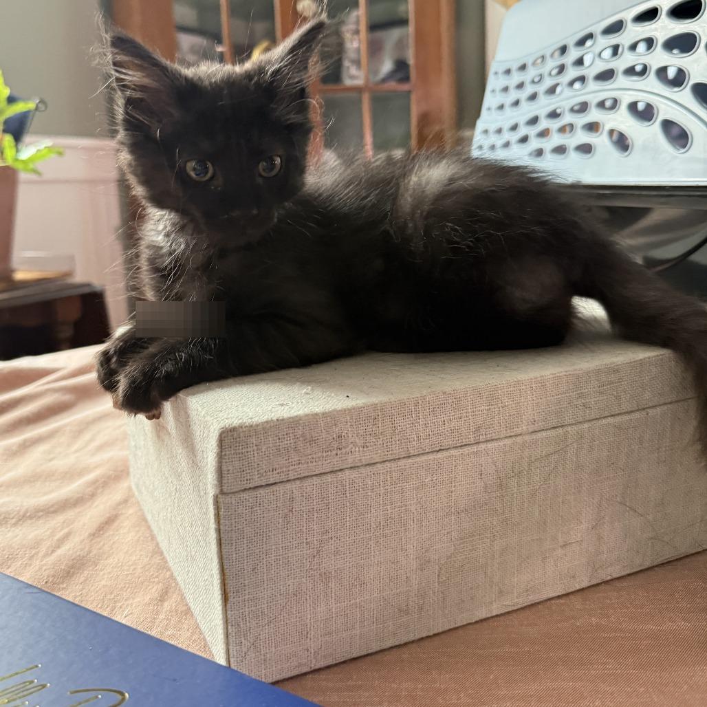 Enlarge Miles, a Adoptable Domestic Medium Hair in Richmond, VA image 4/4