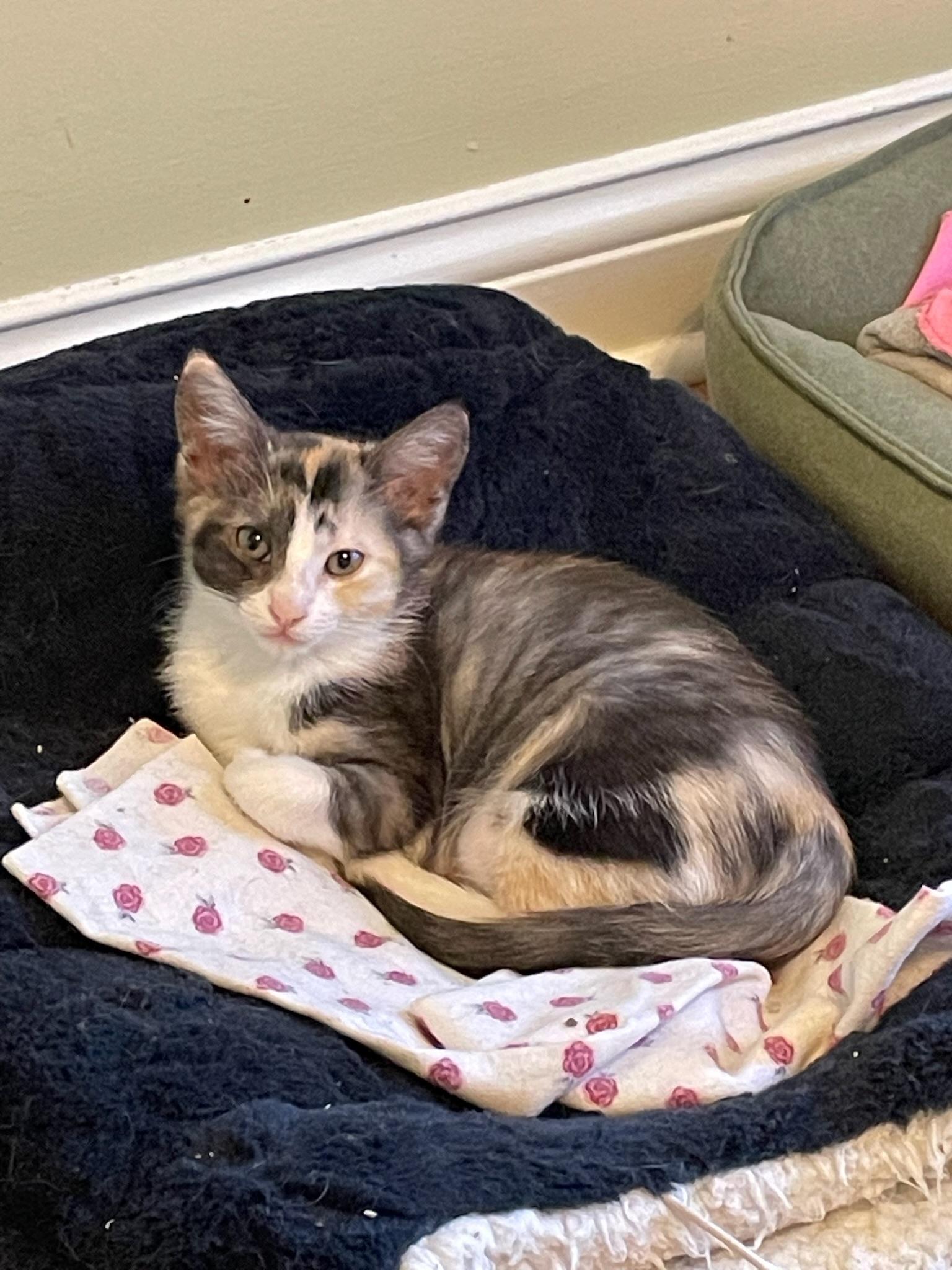 Lily, an adopted Domestic Short Hair in Mount Juliet, TN image 1/6