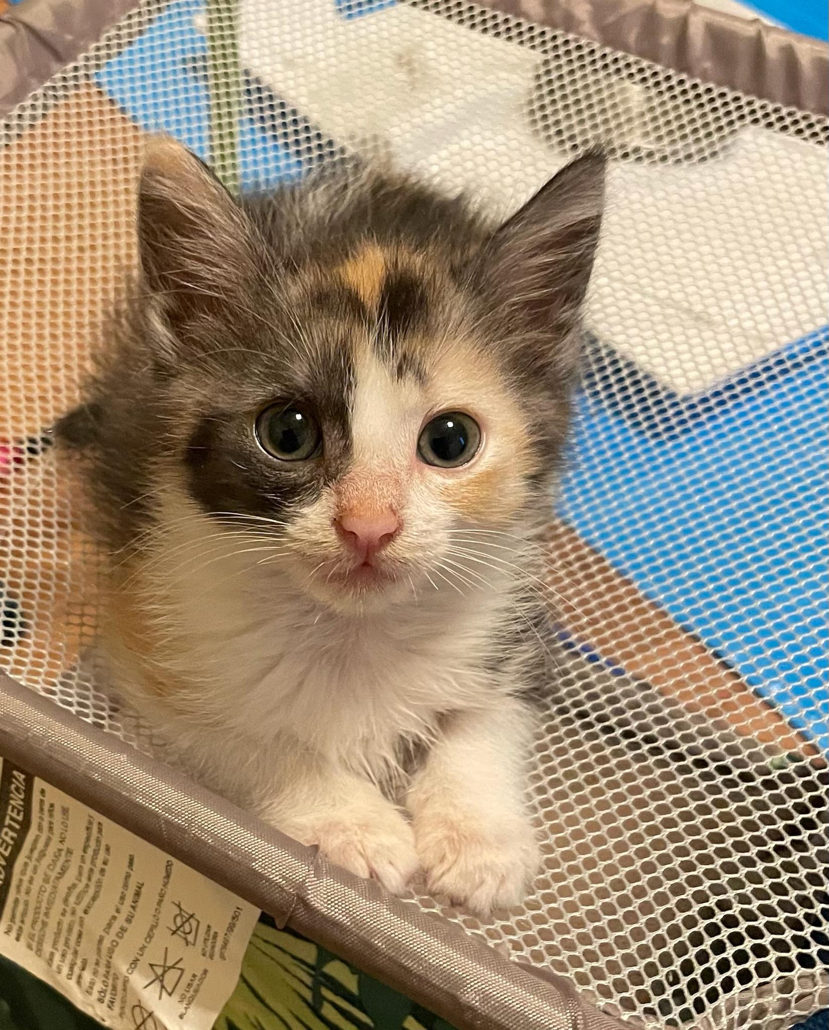 Lily, an adopted Domestic Short Hair in Mount Juliet, TN image 5/6