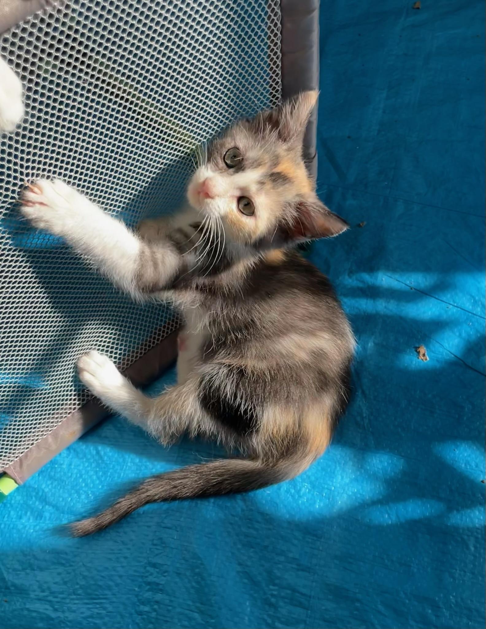 Lily, an adopted Domestic Short Hair in Mount Juliet, TN image 2/6