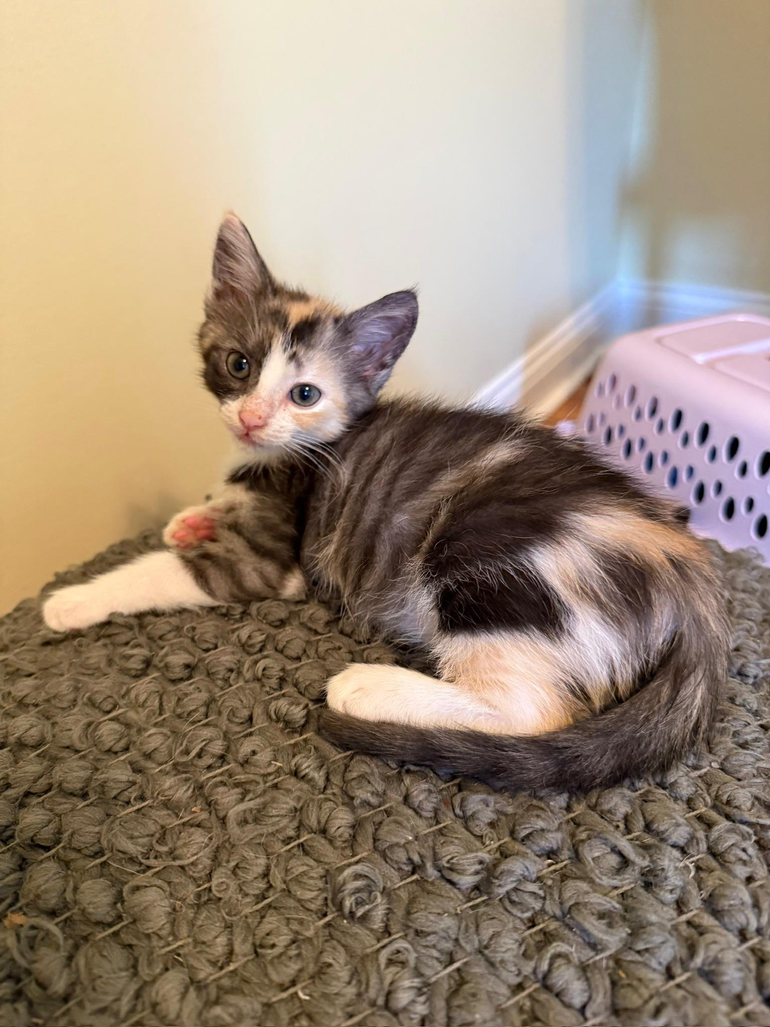 Lily, an adopted Domestic Short Hair in Mount Juliet, TN image 4/6