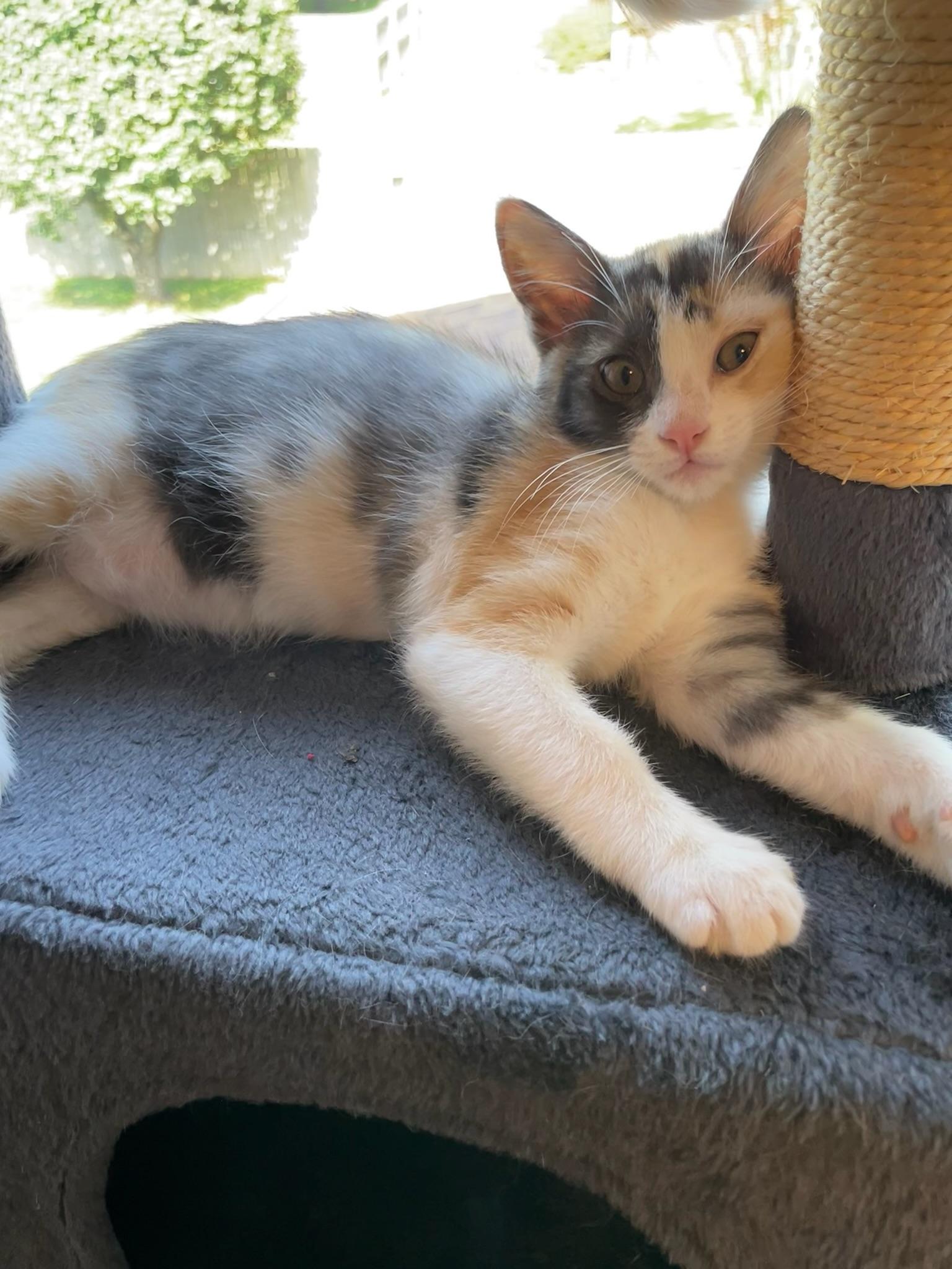 Lily, an adopted Domestic Short Hair in Mount Juliet, TN image 6/6