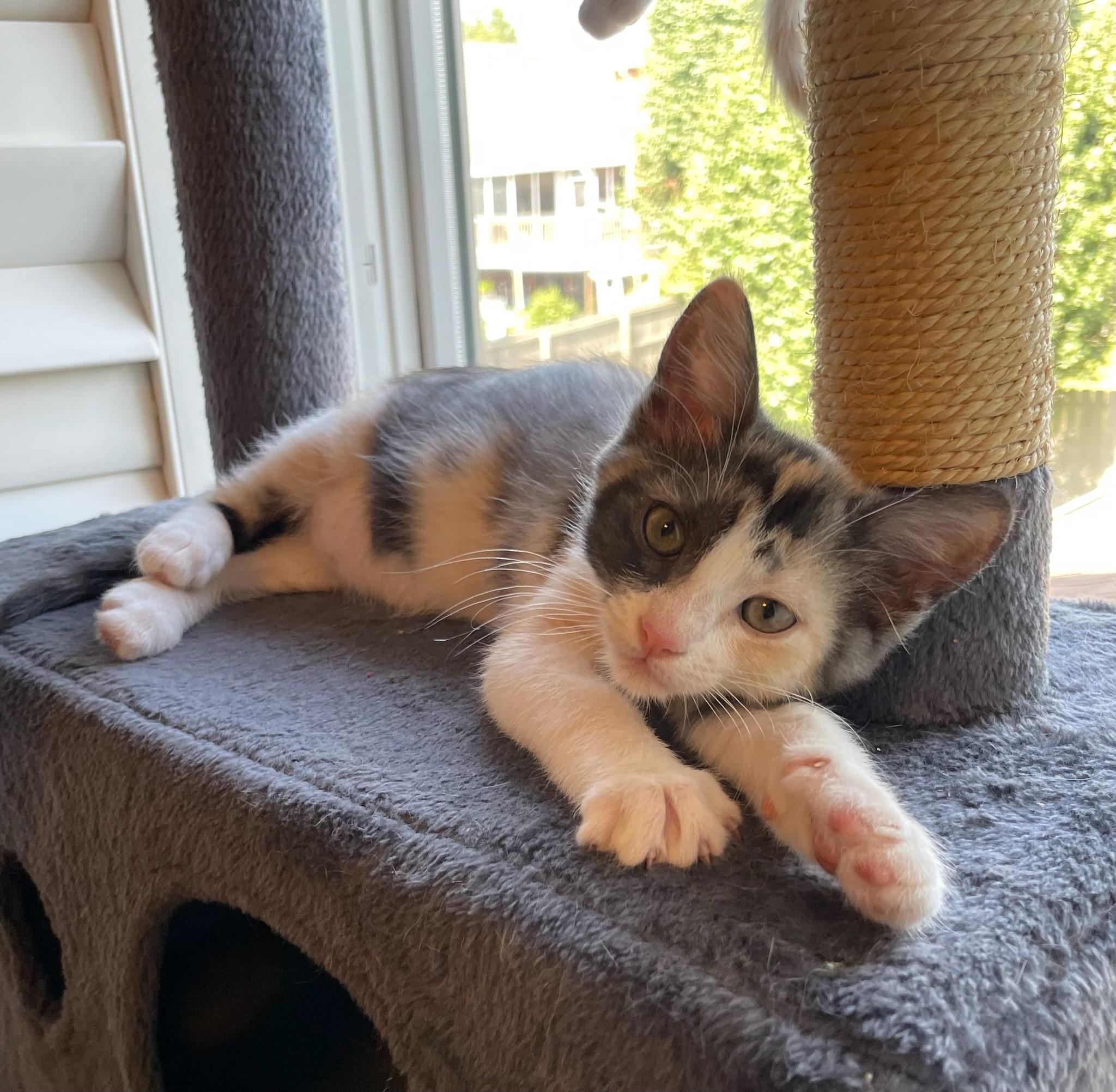Lily, an adopted Domestic Short Hair in Mount Juliet, TN image 3/6