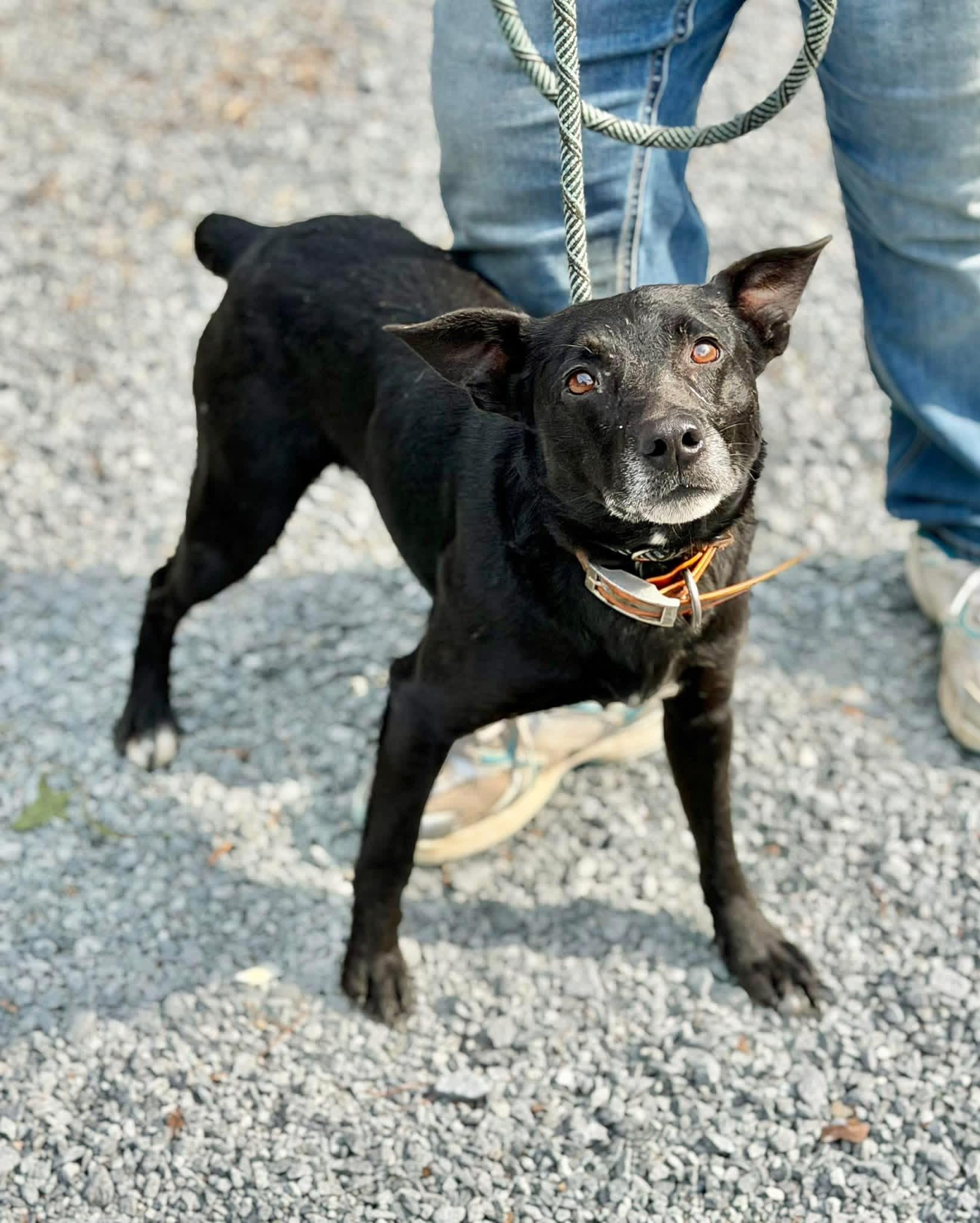Enlarge Chad, an adopted mixed breed in Elizabethtown, NC image 1/1