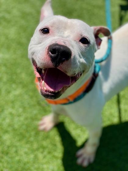 Jack, a Adoptable mixed breed in Munster, IN image 1/2
